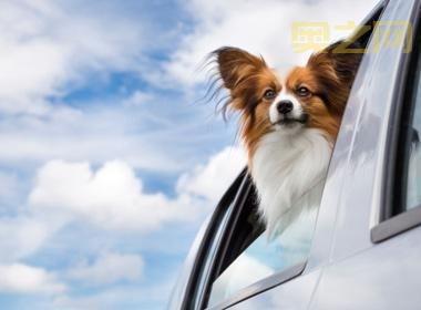 谜奇国度：重温儿时快乐，宠物养成回忆