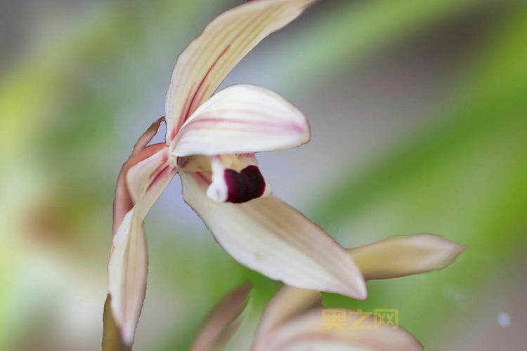 谁才是兰系列最强角色? 兰-巾帼英雄值得入手吗?