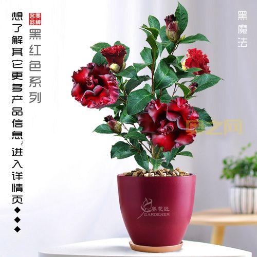 黑骑士值得买吗?还是黑龙更值得?