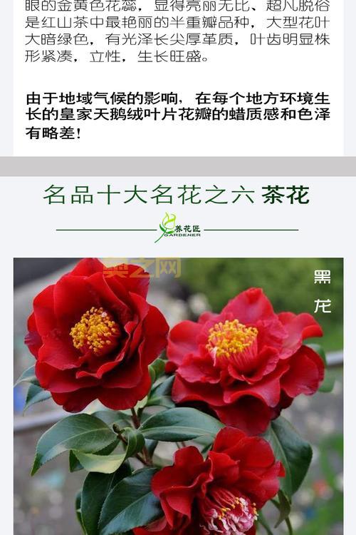 黑骑士值得买吗?还是黑龙更值得?