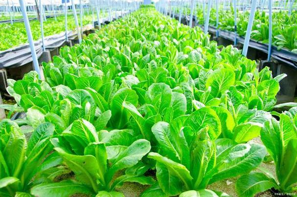 斯坦索姆后门位置大揭秘，轻松绕过怪物群！