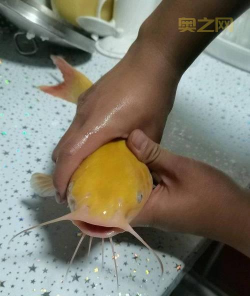 贫瘠之地变异鱼哪里钓？教你轻松钓到美味风蛇材料！