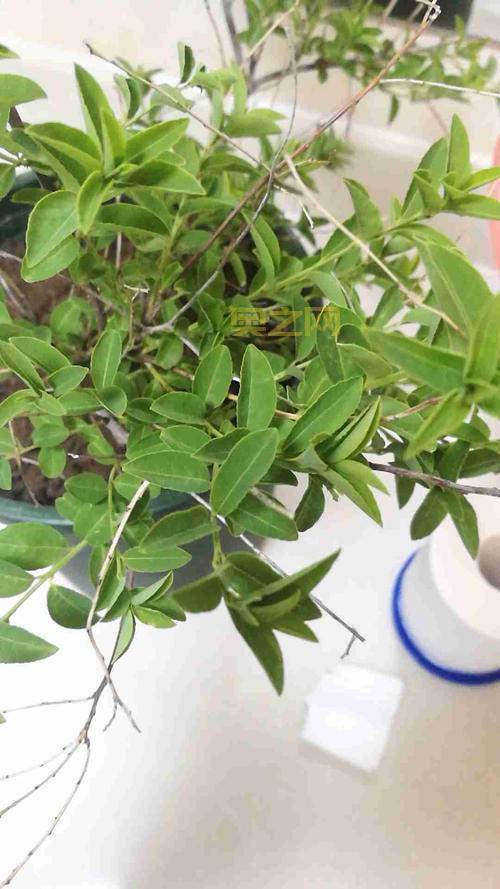 DNF树精长老的叶子有什么用?你知道吗?