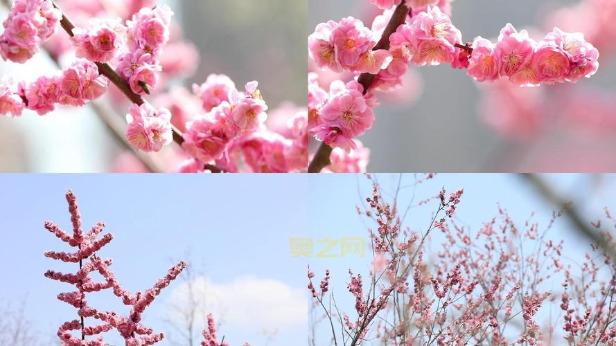 桃花直播下载安装：热门直播，精彩无限