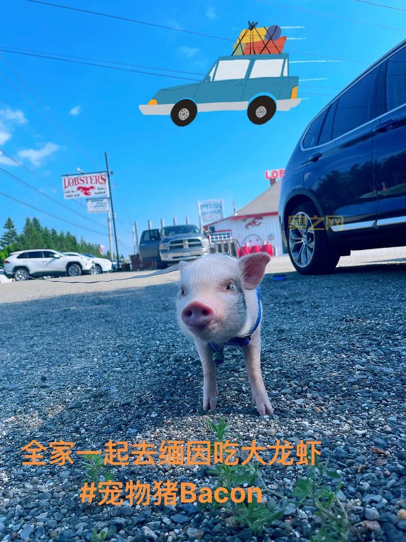 猎人MM单机版：寻找下载地址，开启你的萌宠之旅