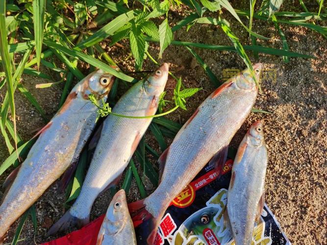 云南澜沧江惊现黄金鲤！金色鲤鱼哪里钓？