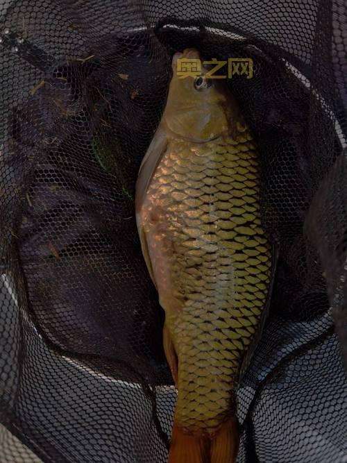 云南澜沧江惊现黄金鲤!金色鲤鱼哪里钓?