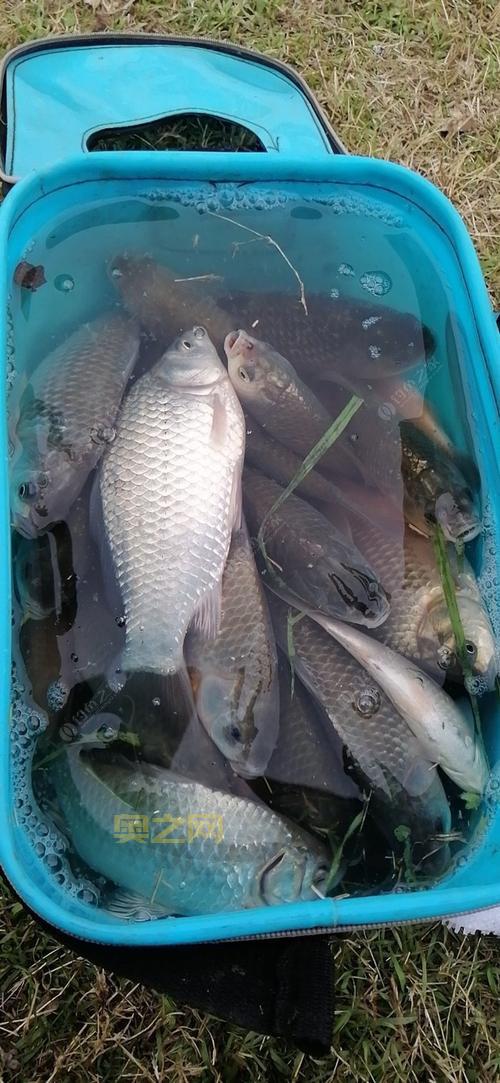 钓鱼发烧友:80多种鱼类,带你体验真实的钓鱼乐趣