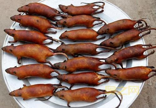 黑暗料理王：奇葩生物，美味佳肴，你敢尝试吗？