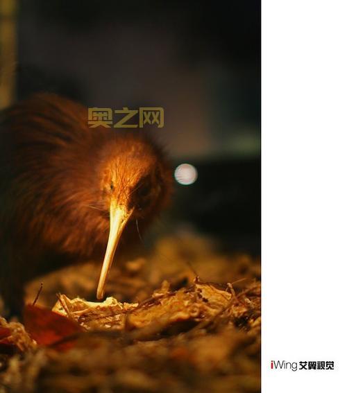 无翼鸟图库:探索新西兰国鸟几维鸟的精彩世界