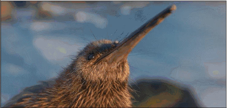 无翼鸟图库:探索新西兰国鸟几维鸟的精彩世界