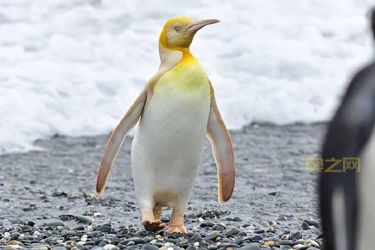 生命洗刷刷有什么作用？提升企鹅生命值的秘诀