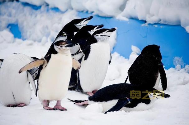 生命洗刷刷有什么作用？提升企鹅生命值的秘诀