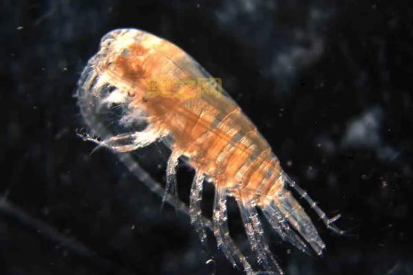 水蚤是什么?全面解析水蚤的特征与生态意义