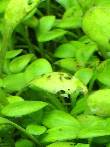 水蚤是什么?全面解析水蚤的特征与生态意义