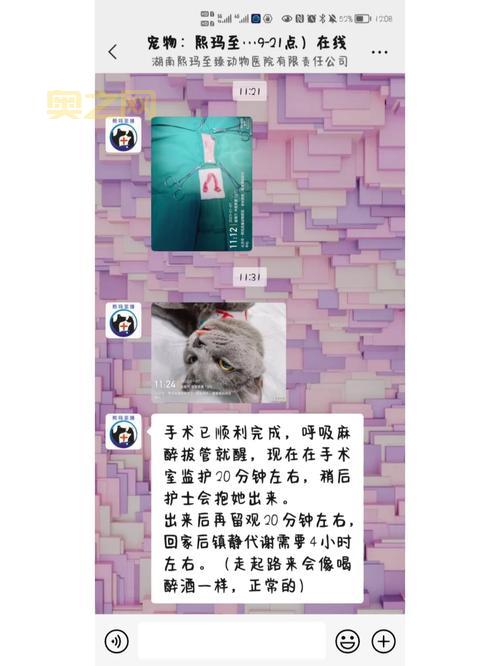 6个月大猫王后代“小小可乐”遭误做绝育手术,医院承认错误