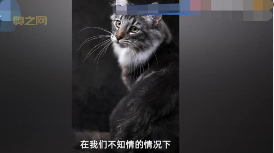 6个月大猫王后代“小小可乐”遭误做绝育手术，医院承认错误