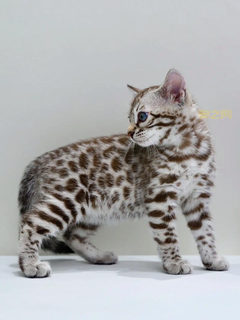 使用蘑菇云一键Root工具，简单几步解锁手机权限