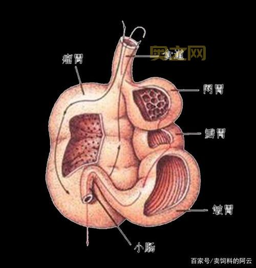 什么是反刍动物及其独特消化机制？