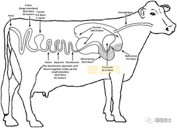什么是反刍动物及其独特消化机制？