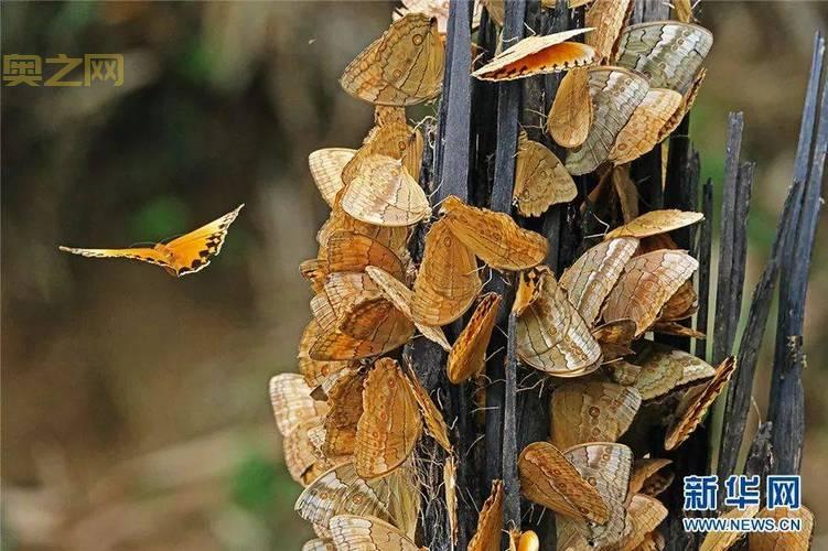 探秘云南蝴蝶大爆发：元江蝴蝶谷千亿蝴蝶盛景
