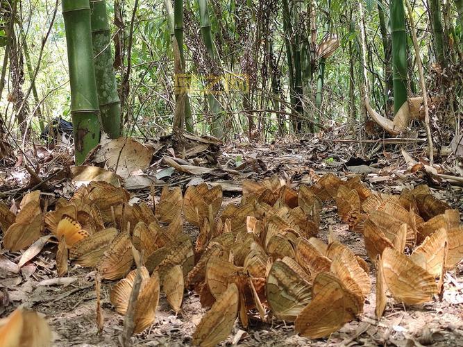 探秘云南蝴蝶大爆发：元江蝴蝶谷千亿蝴蝶盛景