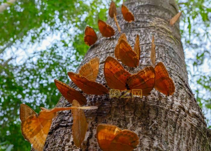 探秘云南蝴蝶大爆发：元江蝴蝶谷千亿蝴蝶盛景