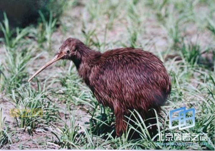 无翼鸟少：走近新西兰稀有无翼鸟，感受大自然的奇迹