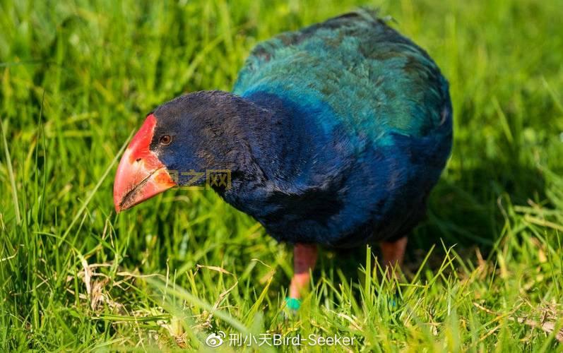 无翼鸟少：走近新西兰稀有无翼鸟，感受大自然的奇迹