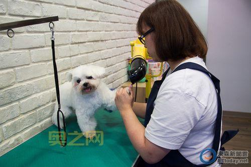 剑三宠物插件哪个好？这些插件帮你轻松养宠物！