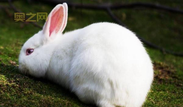 剑三宠物插件哪个好？这些插件帮你轻松养宠物！