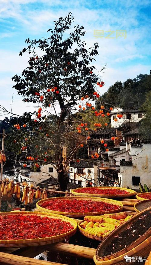 婺源县篁岭人的秋收晒秋习俗揭秘