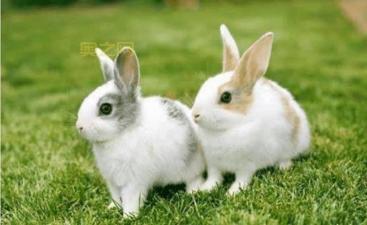 世界最大兔子Darius在英国被偷走，悬赏1000英镑寻回