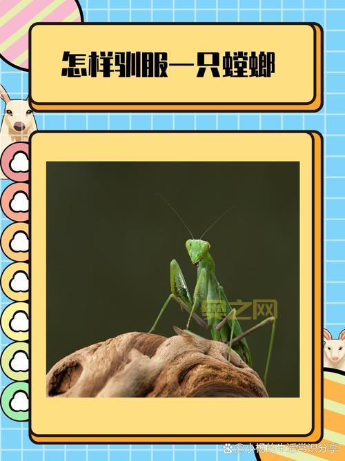 怎样驯服一只螳螂？方舟生存进化详细攻略
