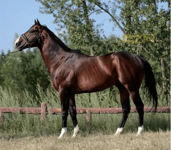 御龙在天马匹血统有哪些?最强血统马匹获取攻略