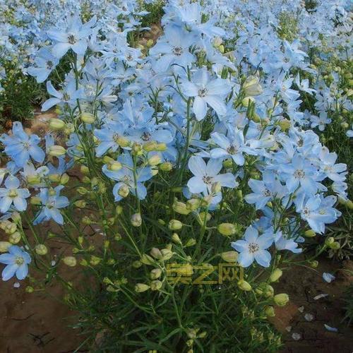 勿忘我 存档位置与破解教程全解析