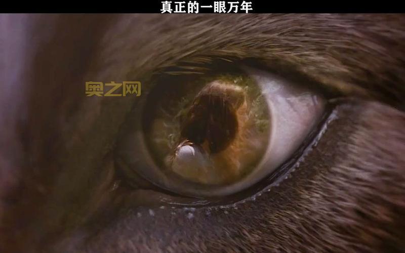 暮光之眼吧有啥好玩的？资深玩家带你玩转贴吧！