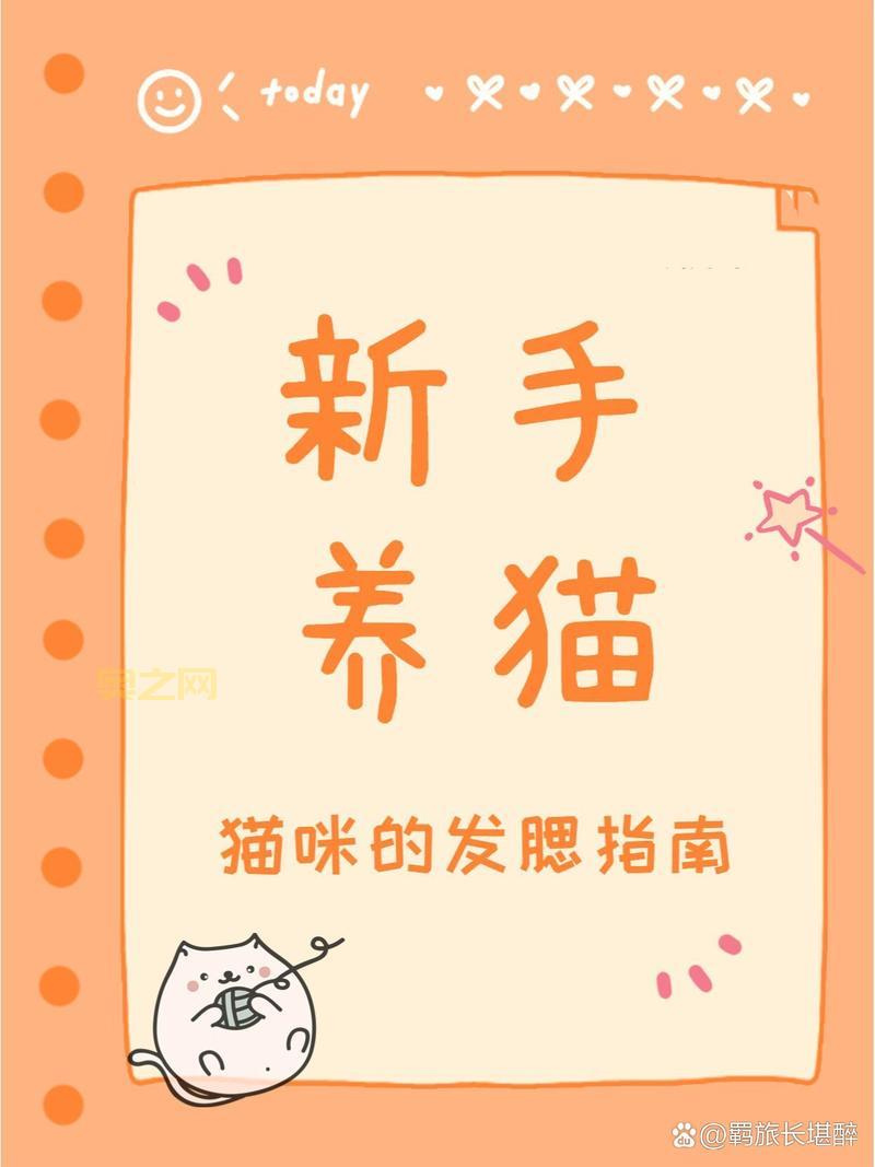 kitty猫怎么养？新手铲屎官的必备养猫指南！