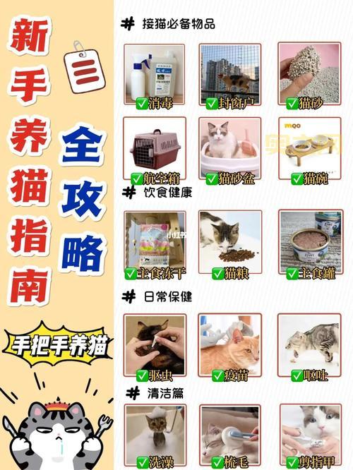 kitty猫怎么养？新手铲屎官的必备养猫指南！