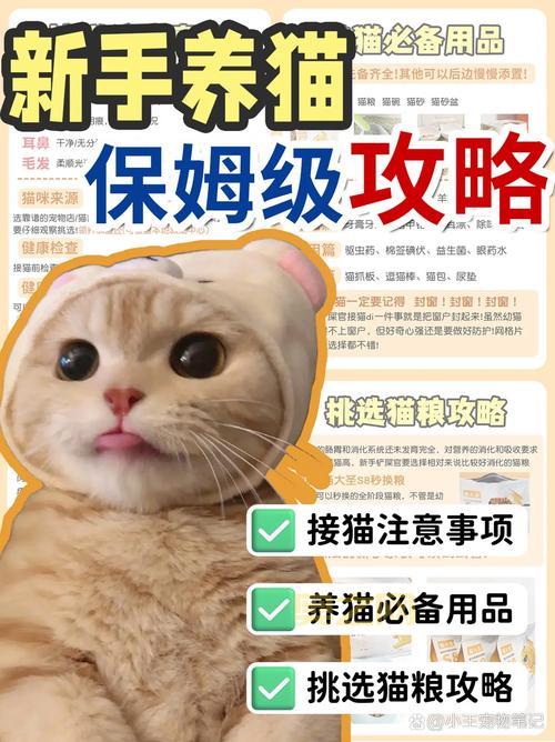 kitty猫怎么养？新手铲屎官的必备养猫指南！