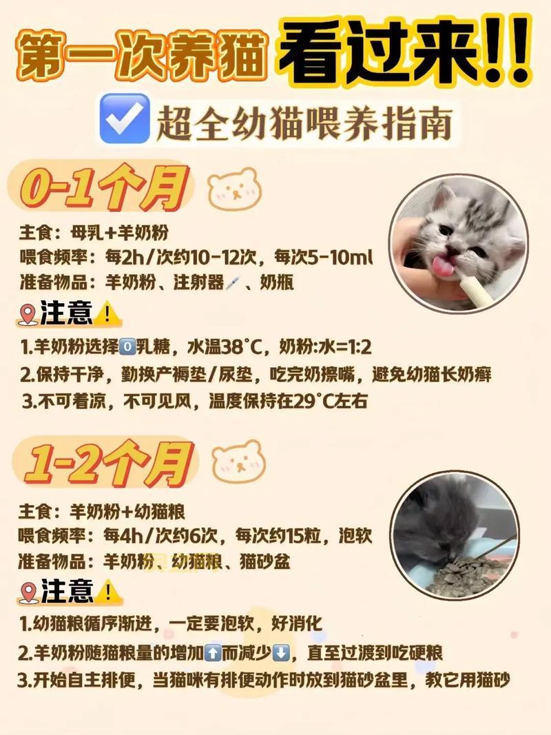 kitty猫怎么养？新手铲屎官的必备养猫指南！