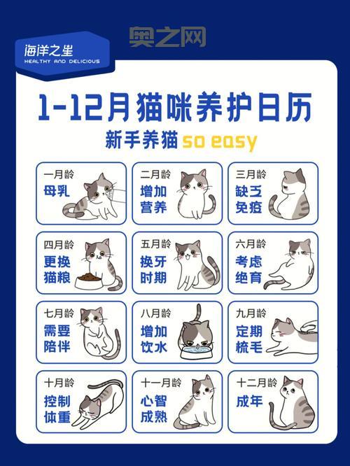 kitty猫怎么养？新手铲屎官的必备养猫指南！