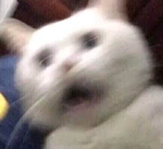 美女网红靠卖屁赚了130万 还因为屁太多进了医院