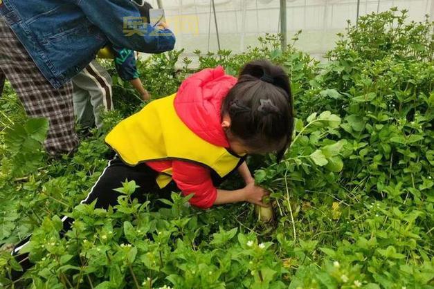 农事活动有哪些？详细解析全年农业生产任务