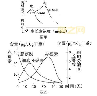 生长素类似物在农业中的应用与优势解析