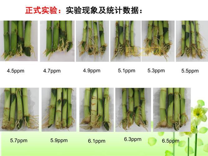生长素类似物在农业中的应用与优势解析