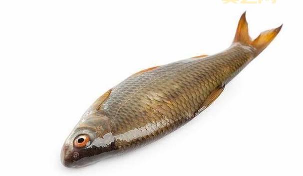 OOXX和XXOO的区别及其在网络文化中的意义