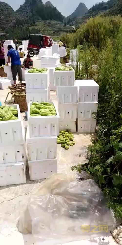 月入3万的验瓜师：如何在西瓜之乡快速辨别好瓜