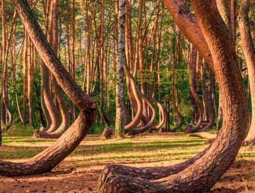 松木的力量：探索松木在现代建筑中的应用与挑战