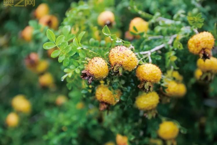 壶装矮人蜜酒是什么？带你了解神秘饮品！